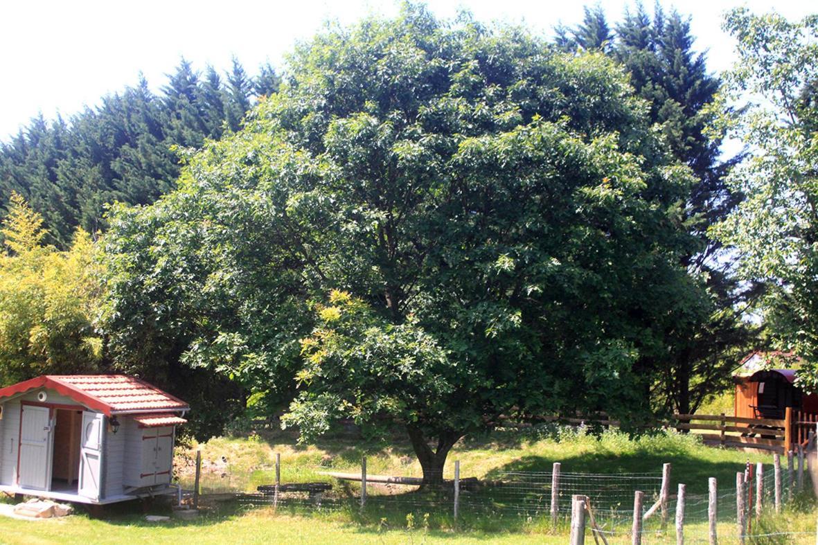 Tente Trappeur Ada, Au Jardin De La Vouivre Saint-Vincent-en-Bresse Exteriör bild