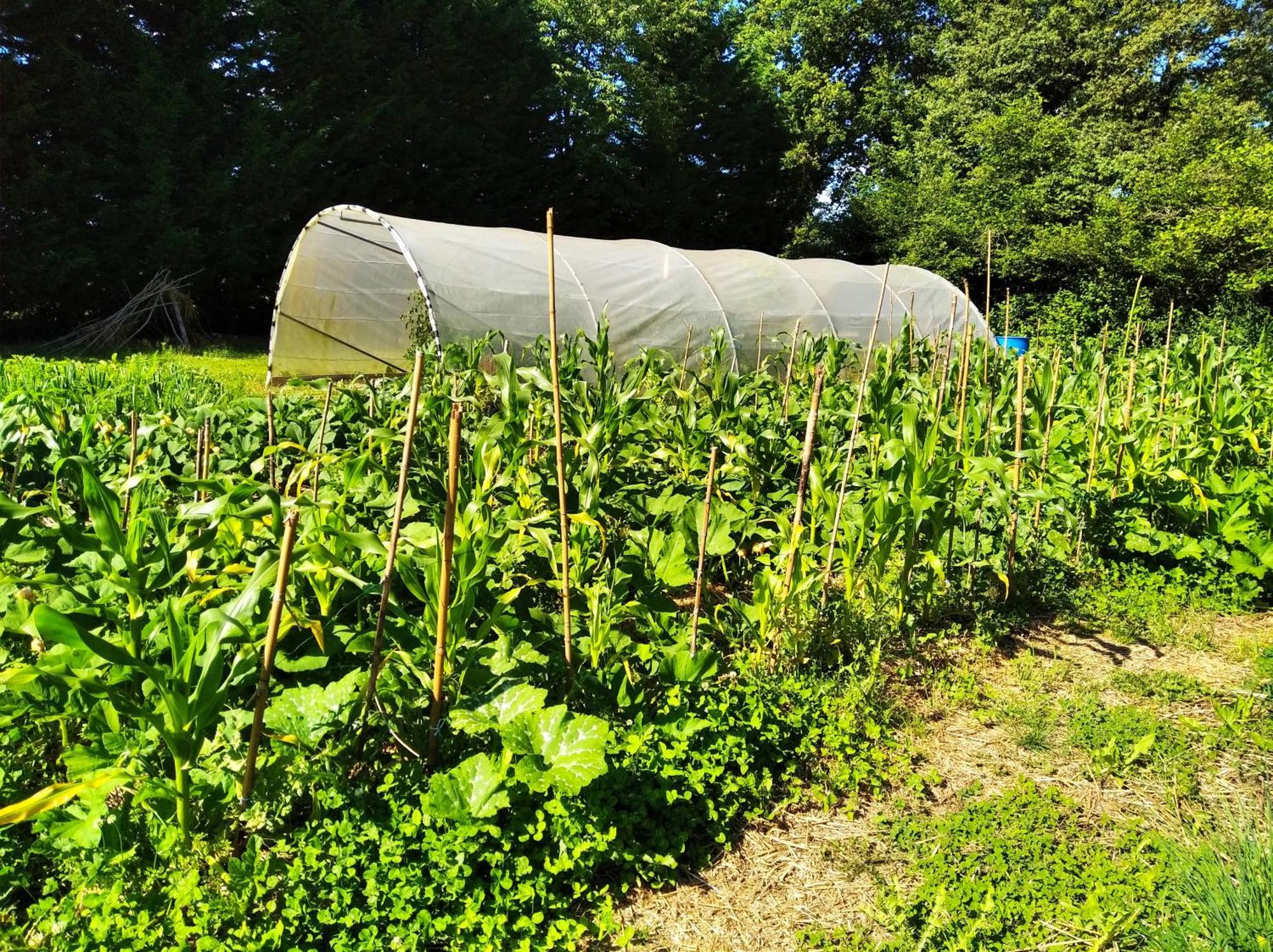 Tente Trappeur Ada, Au Jardin De La Vouivre Saint-Vincent-en-Bresse Exteriör bild